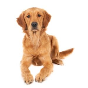 Alimento seco medicado para perro