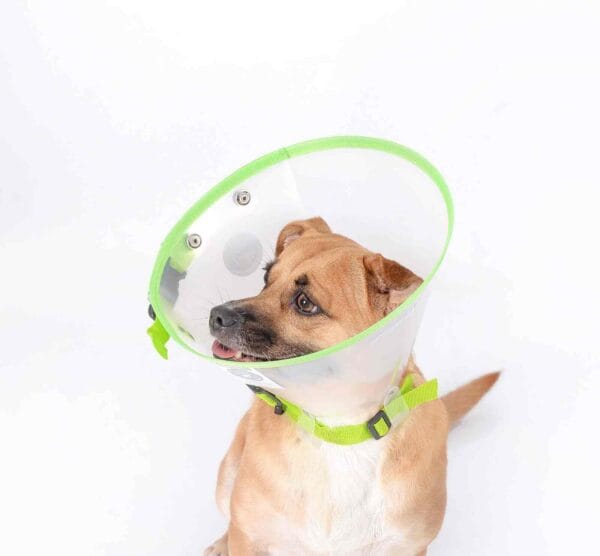 COLLAR ISABELINO - TALLA  S - Imagen 2