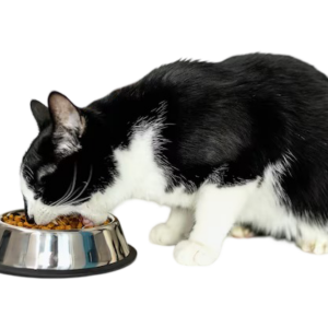 Alimento seco medicado para gato